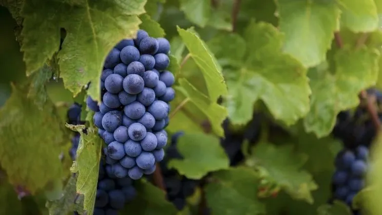 A cluster of Gamay grapes on the vine